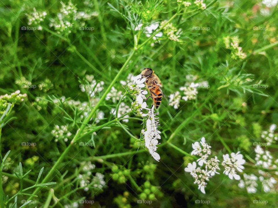 Honeybee perched and enjoying sweet nectar from tiny coriander flowers