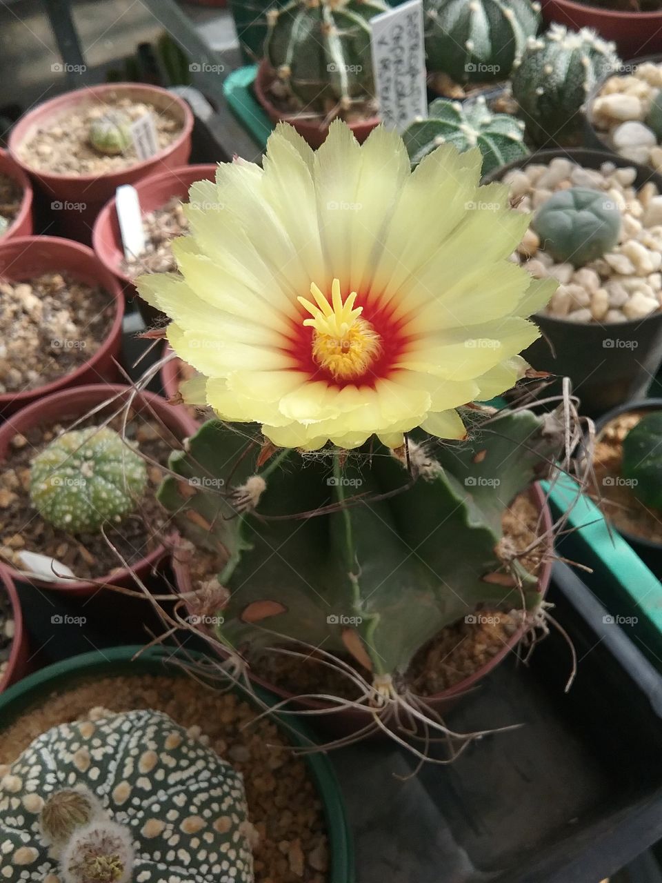 Astrophytum Capricorn var. nudum in flower
