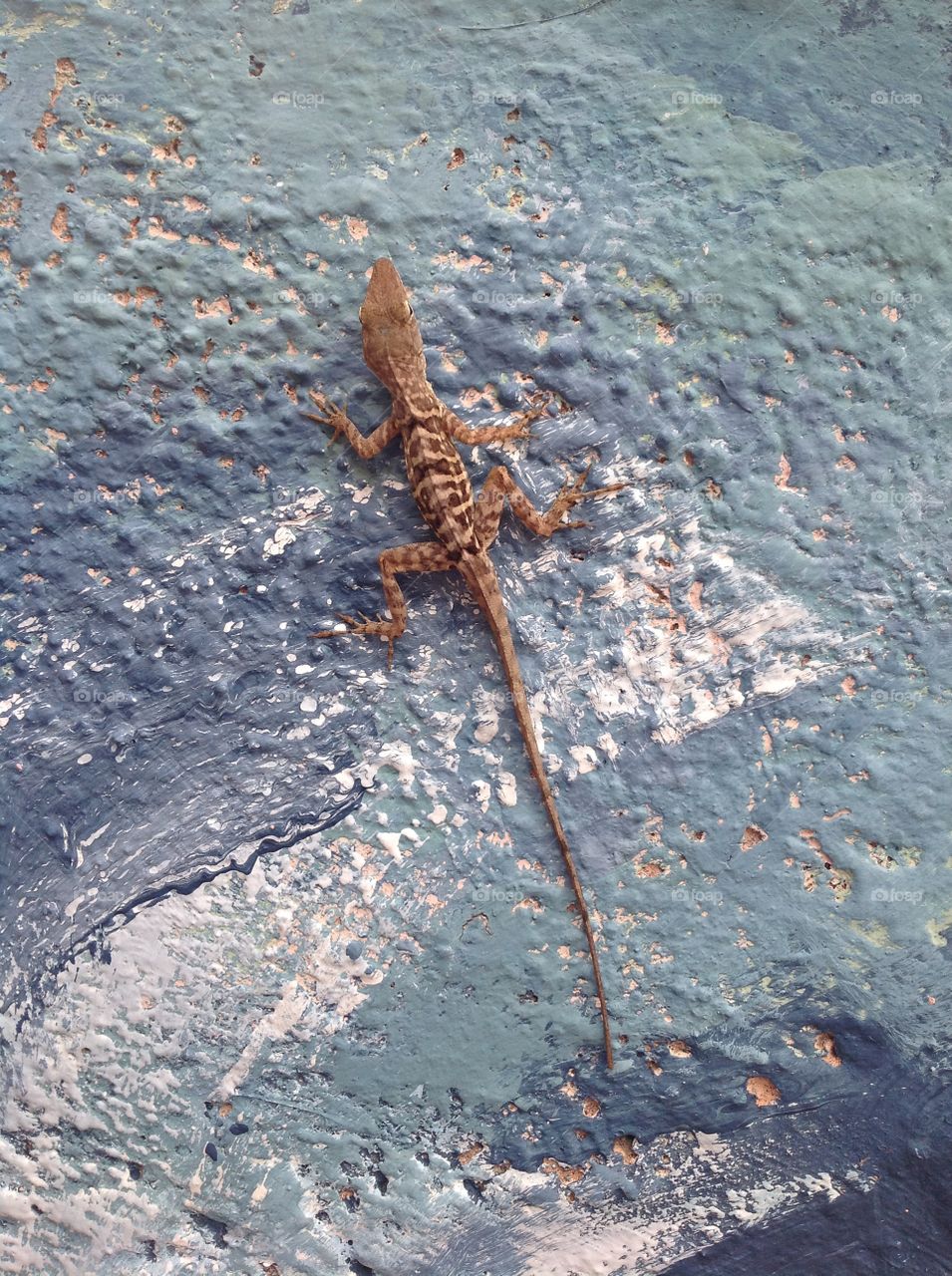 Lizard on the wall. 