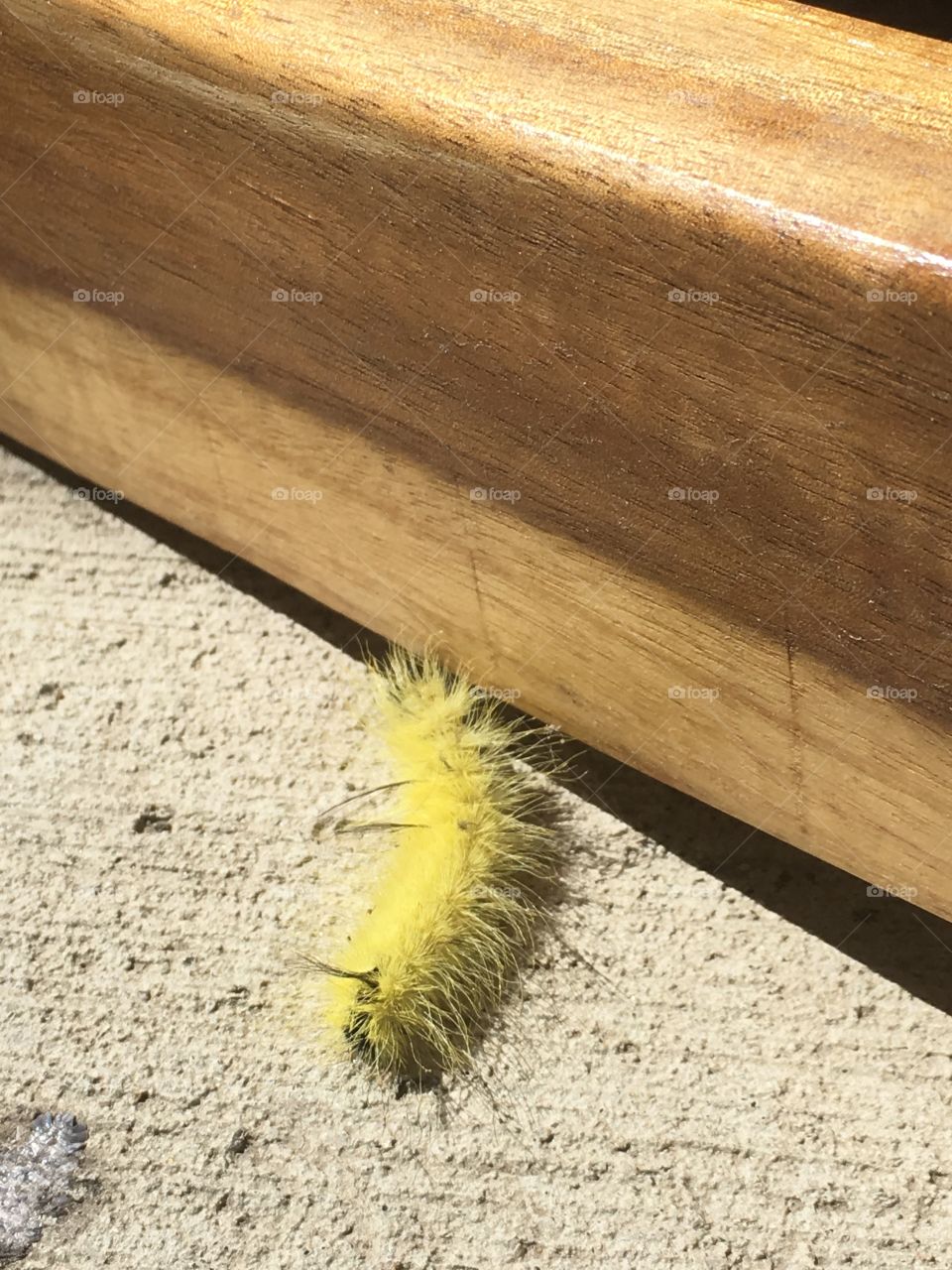 Yellow Mellow Summer Sunshine Caterpillar