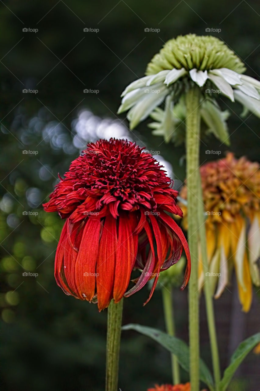 Garden flowers