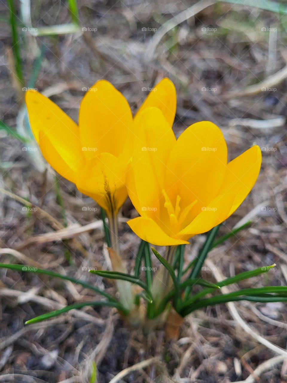 yellow crocus