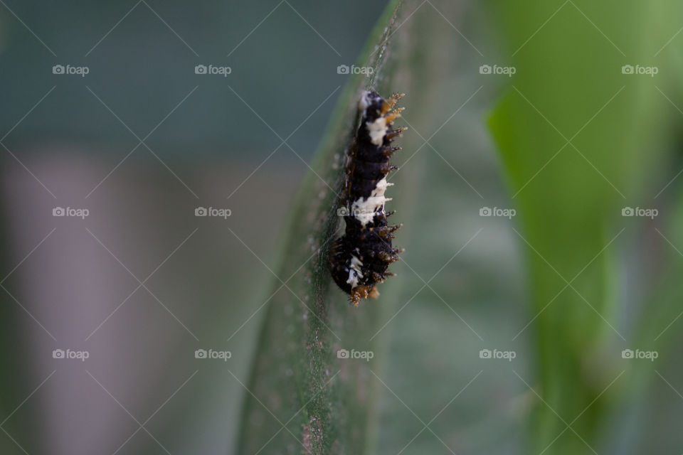 Caterpillar on a lemon tree leaf. Mistook it for bird droppings for a moments. What a wonderful survival mechanism. 