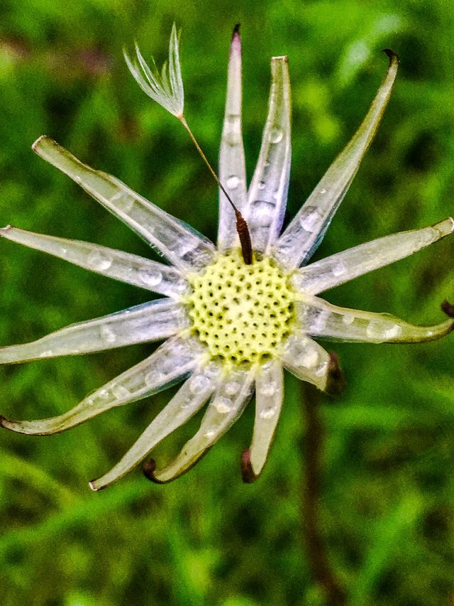 Windblown & Wet