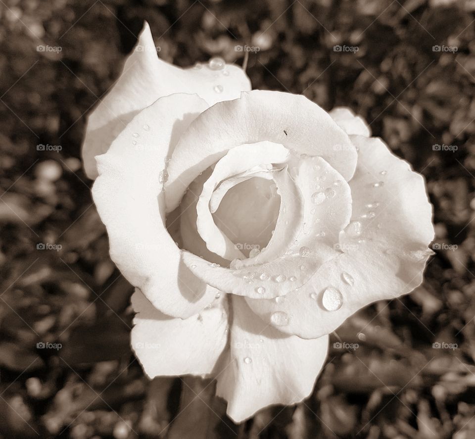 Black and white Rose with fresh rain drops caught in time. Scattered showers on a summers day in the sunny hawkes bay.