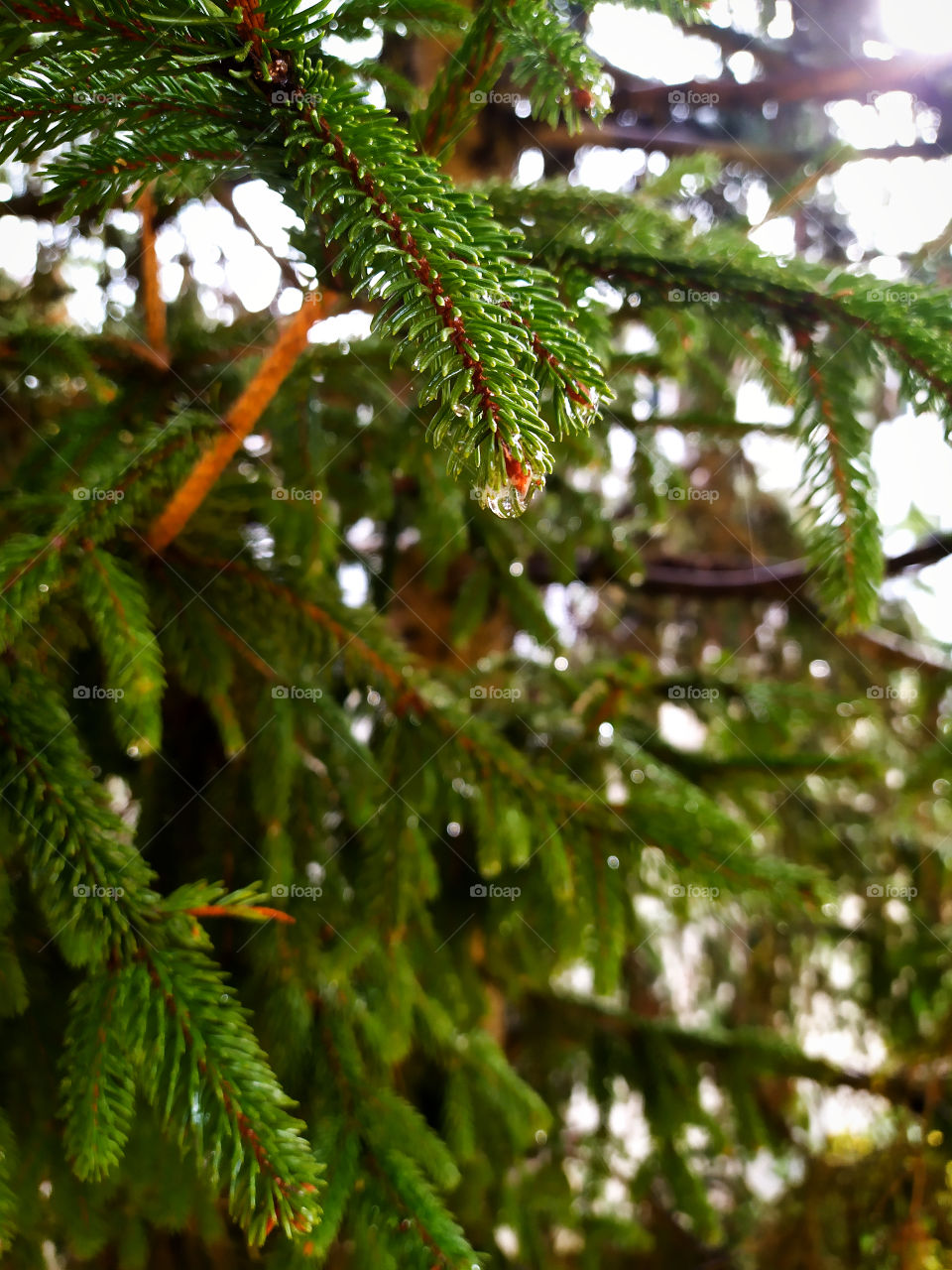 Spruce branch with a drop from rain