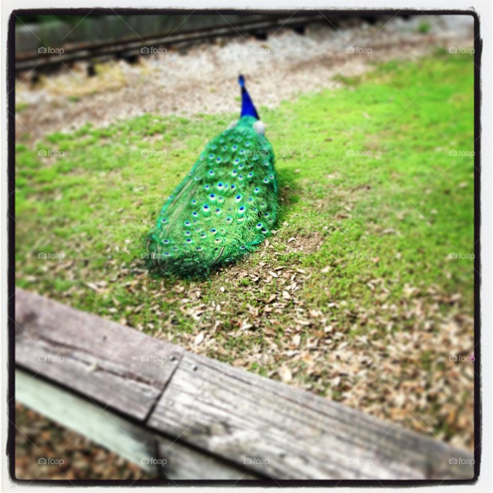 Peacock 