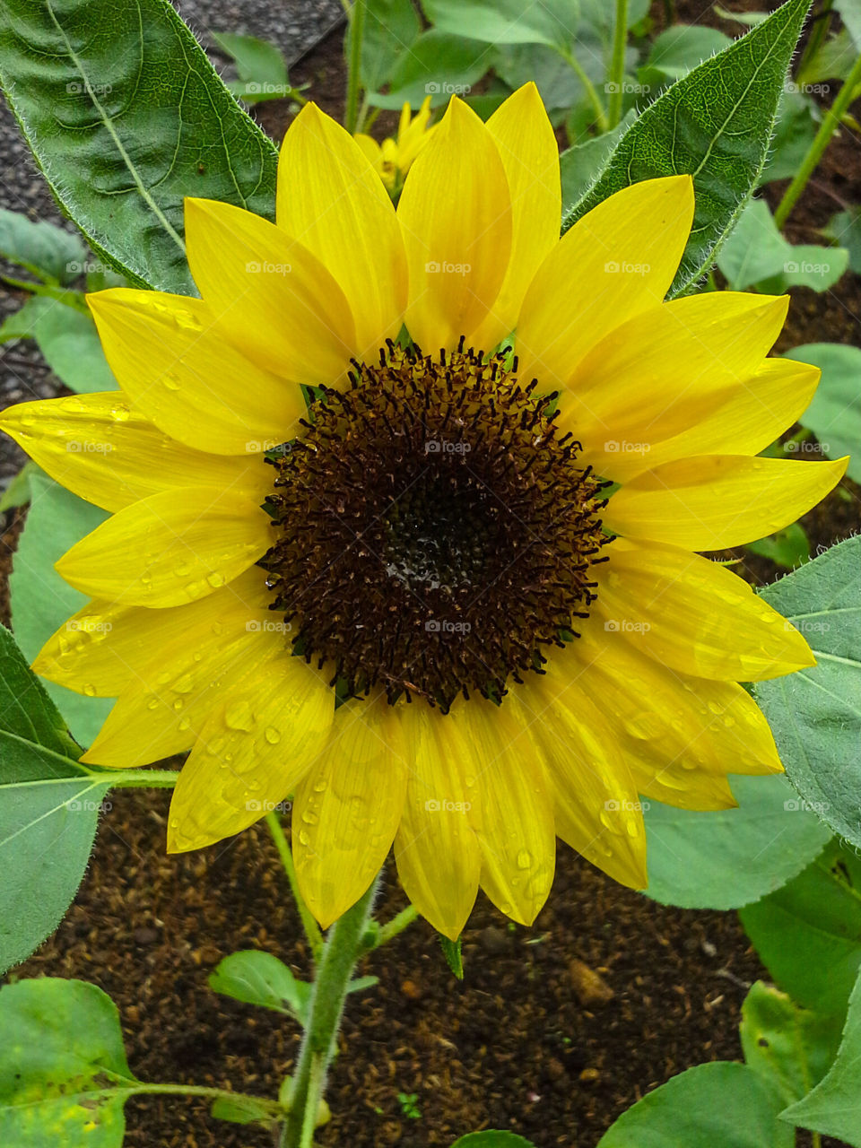 Beautiful sunflower