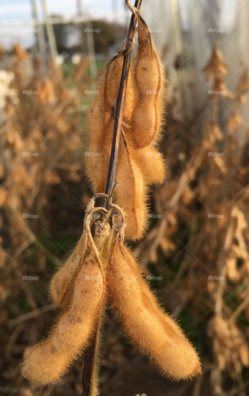 Leftover soybeans in a research plot