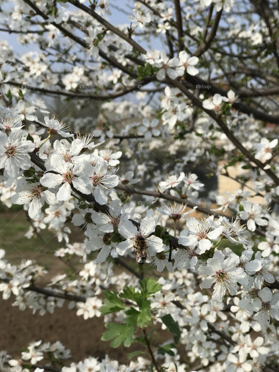 Spring blooming branch 