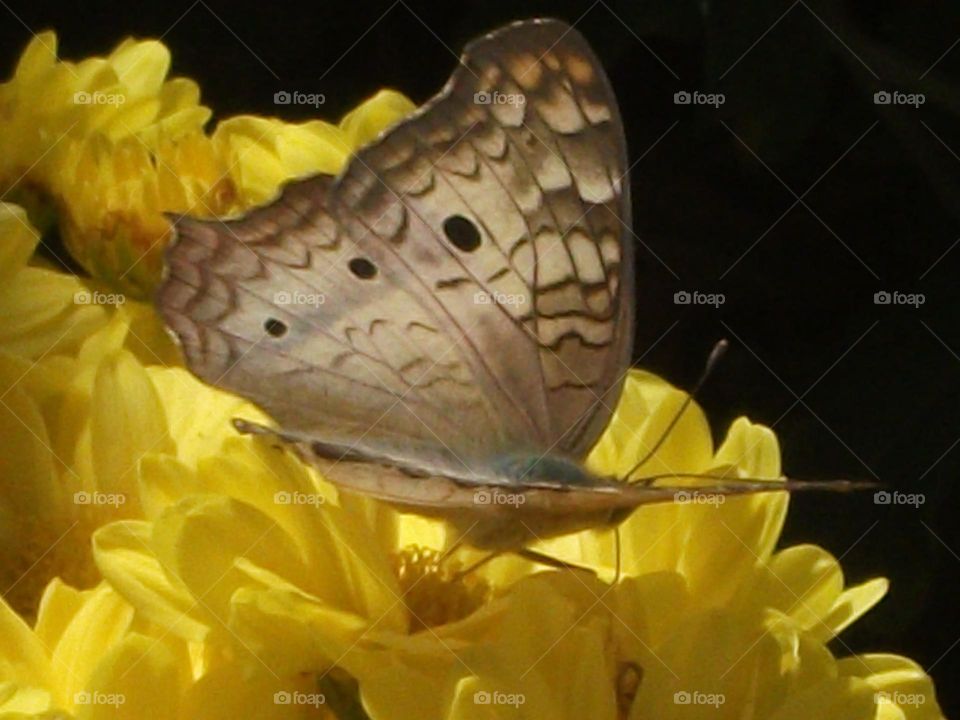 A modelo de sempre em uma flor diferente.