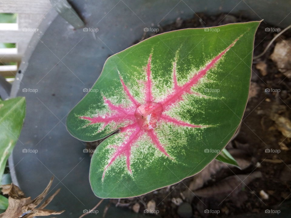 Leaf, No Person, Nature, Flora, Tropical