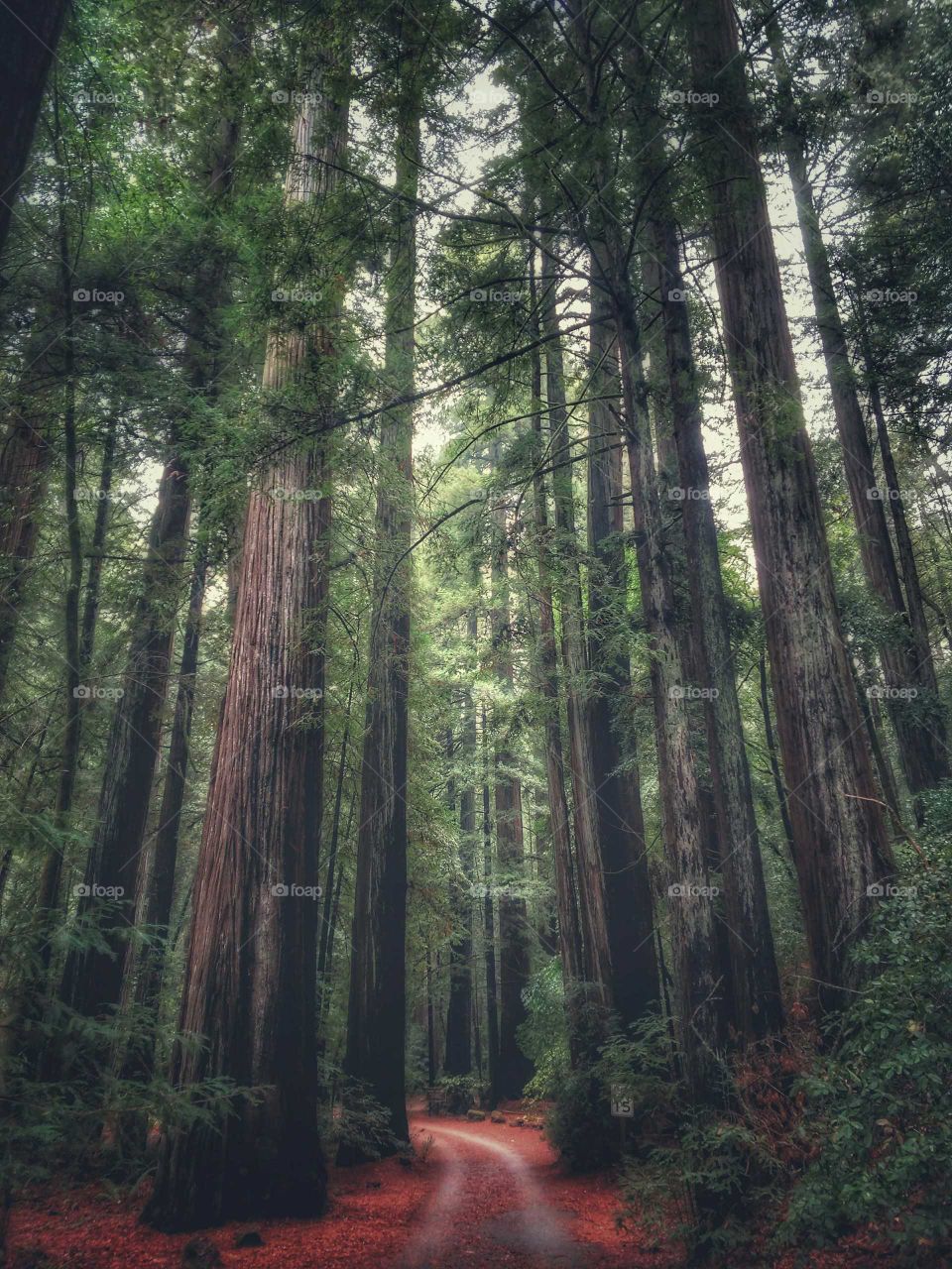 Visiting the Redwoods