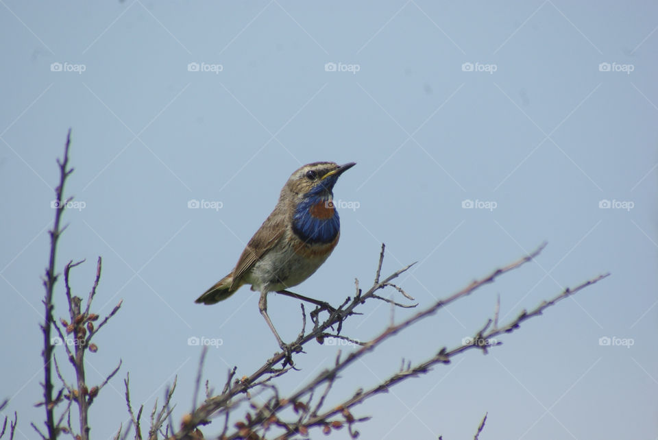 blue animal bird siberia by Bea