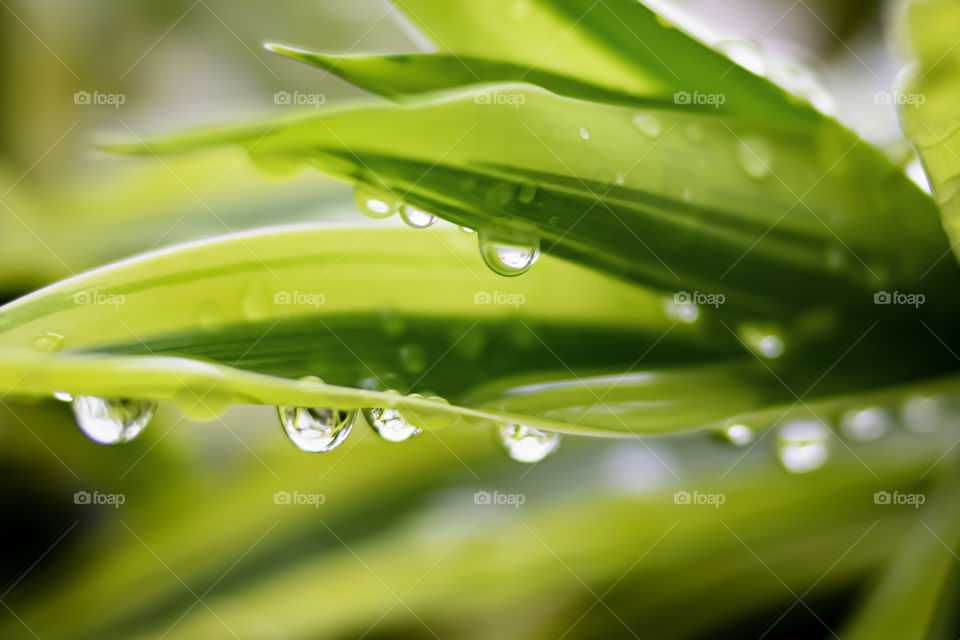 Water droplets on the leaves after the rain