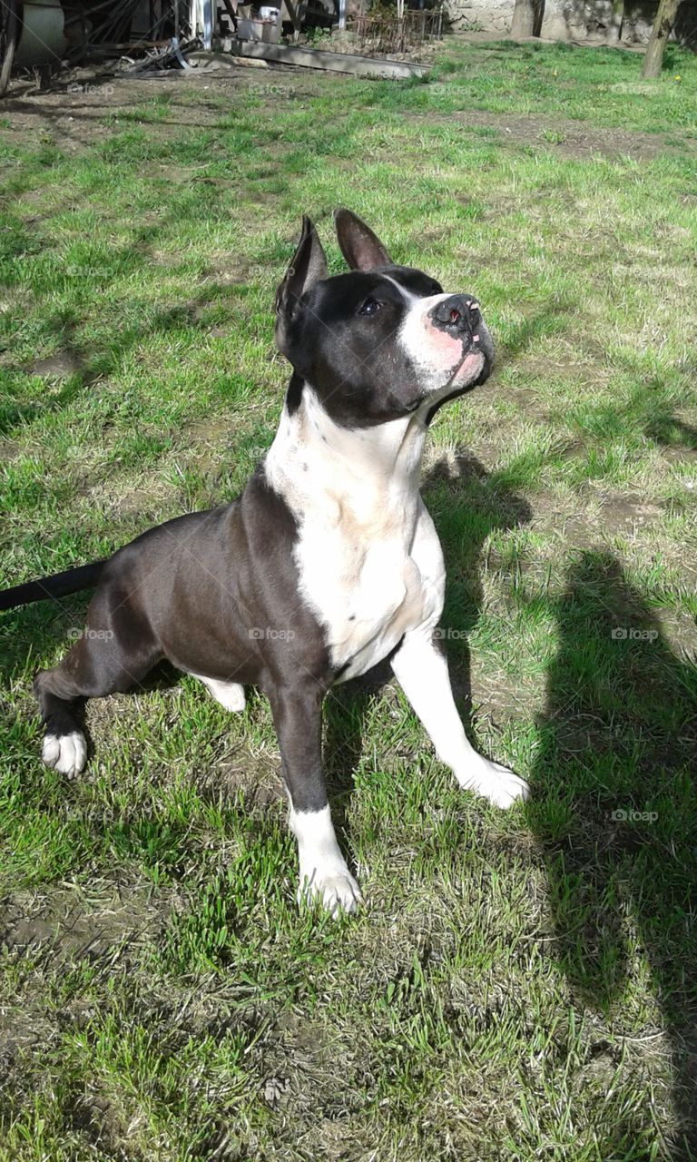 Bautiful american staffordshire terrier