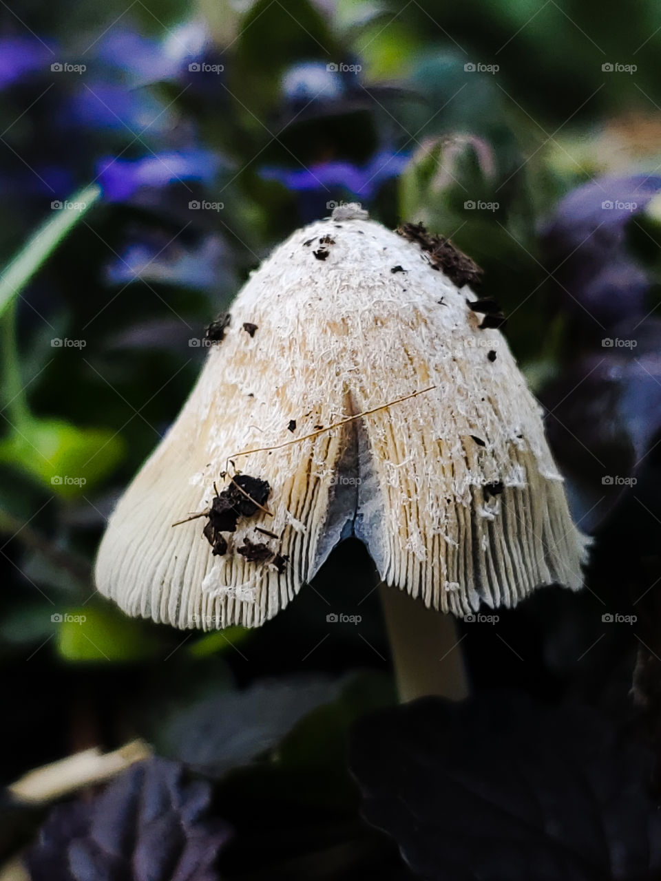 Post rain mushroom emerged from garden mulch