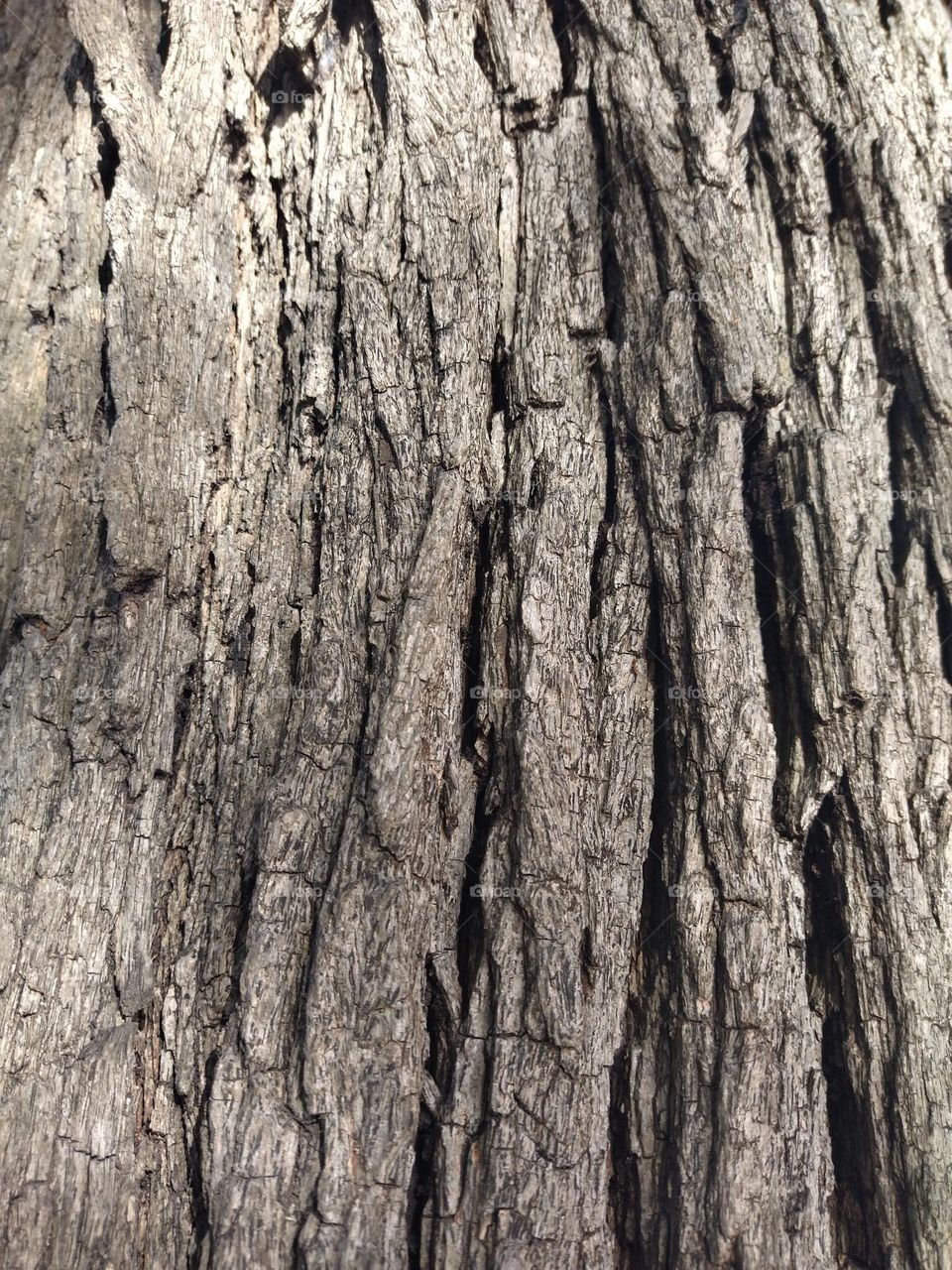 bark's tree