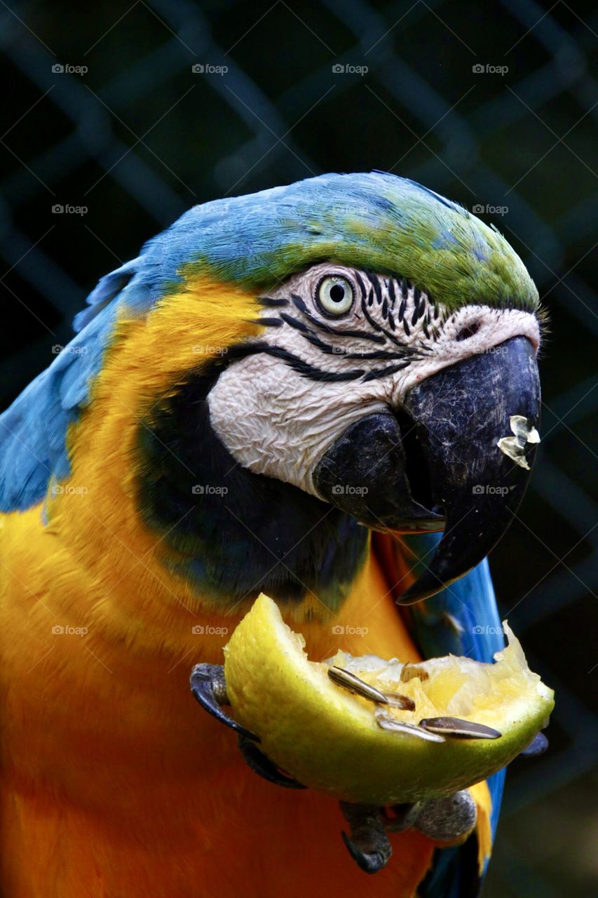 Arara Brazilian bird