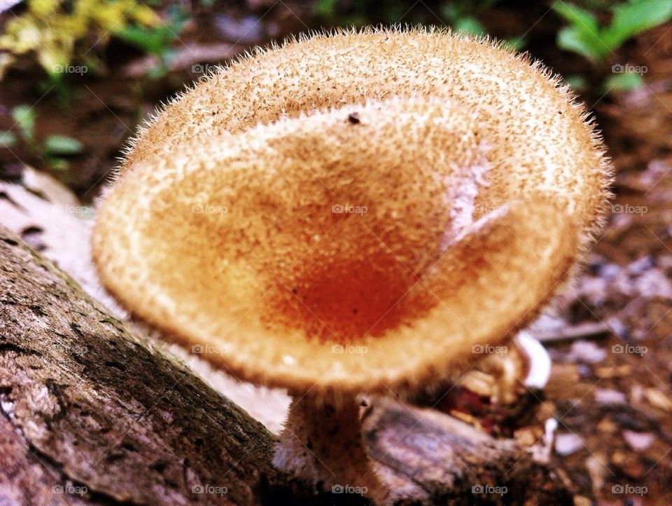 Mushroom