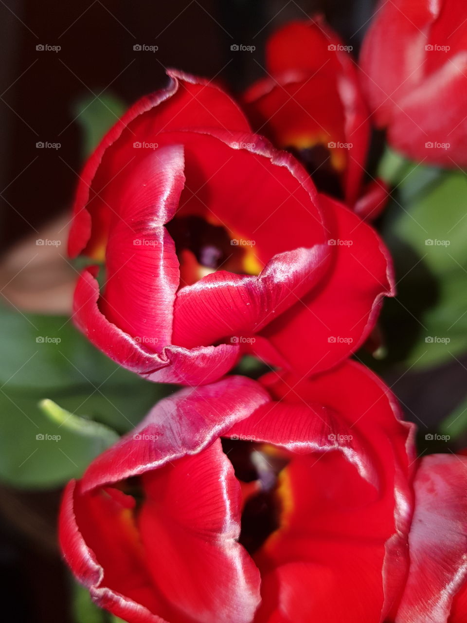 This fragrant red tulip gave colour to my whole house.