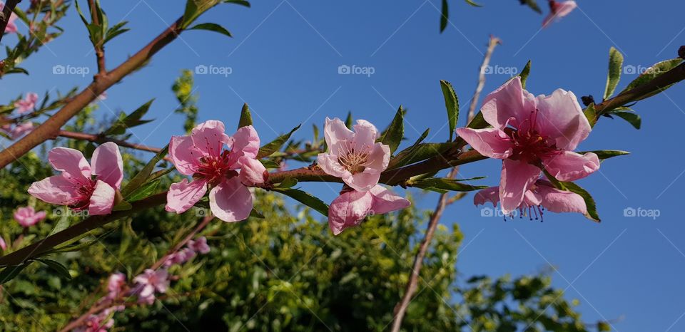 Beautiful cherry blossom