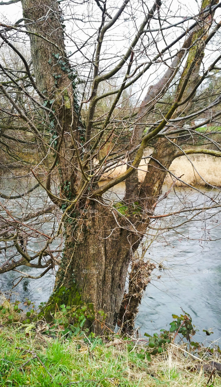 An old willow tree by a river