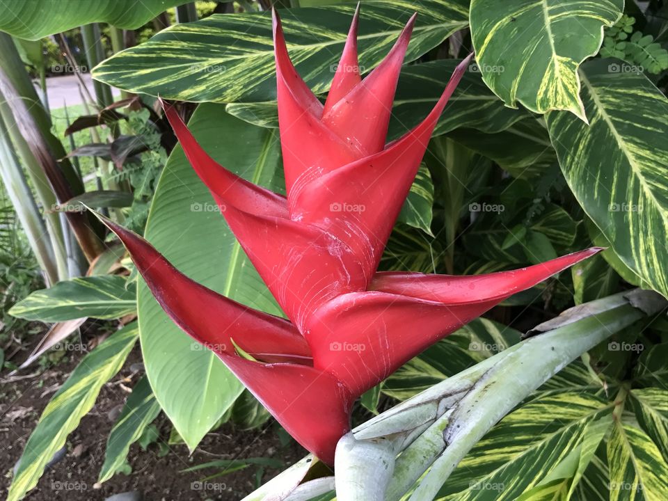 Beautiful Maui Tropical Flower