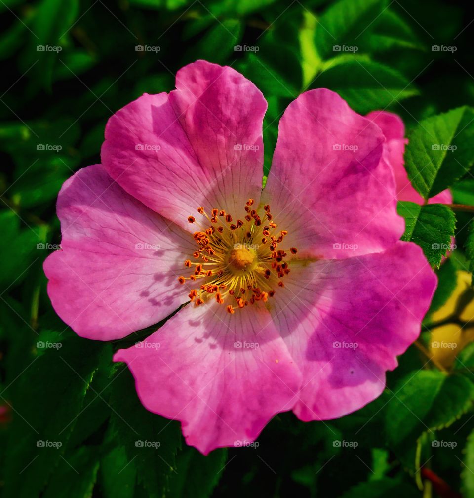 Pink flower—taken in Ludington, Michigan 