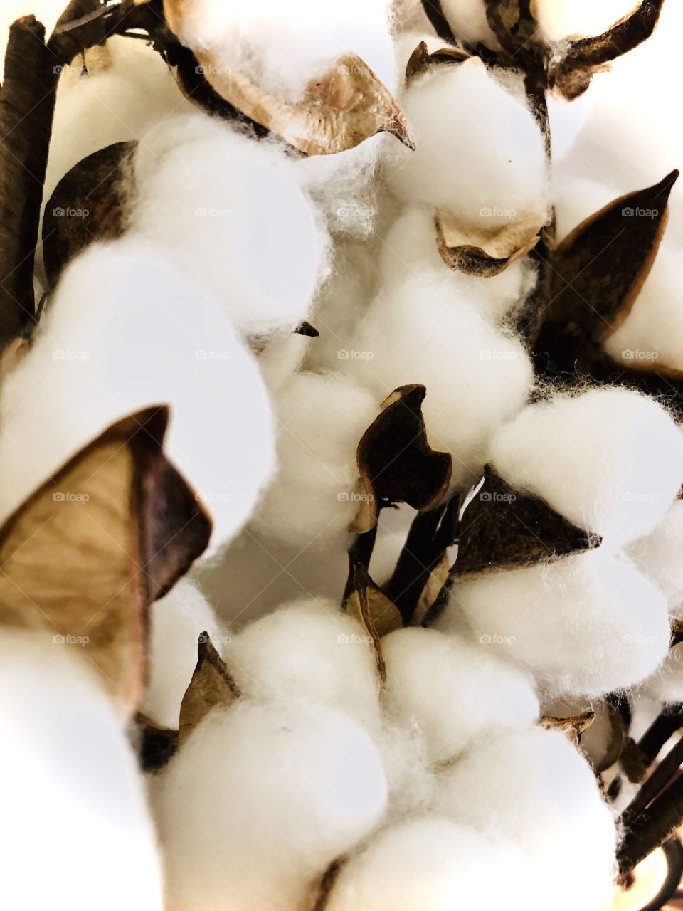 Beautiful cotton in a vase and really makes the room look nice.