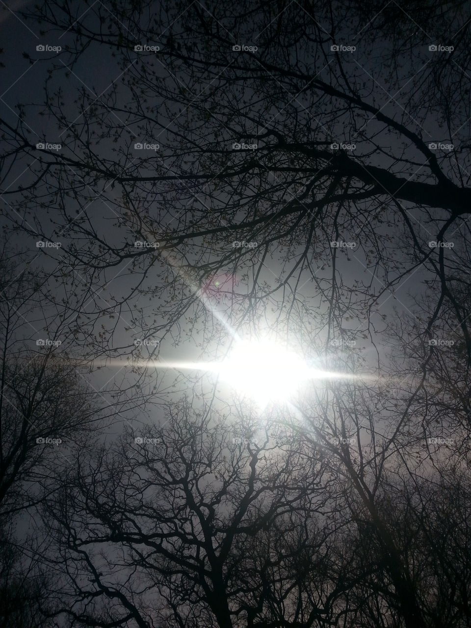 Winter, Fog, Dawn, Landscape, Snow