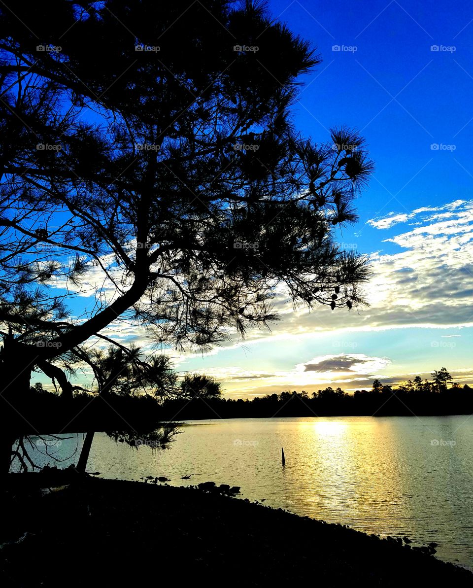 sunrise with a pine tree sill