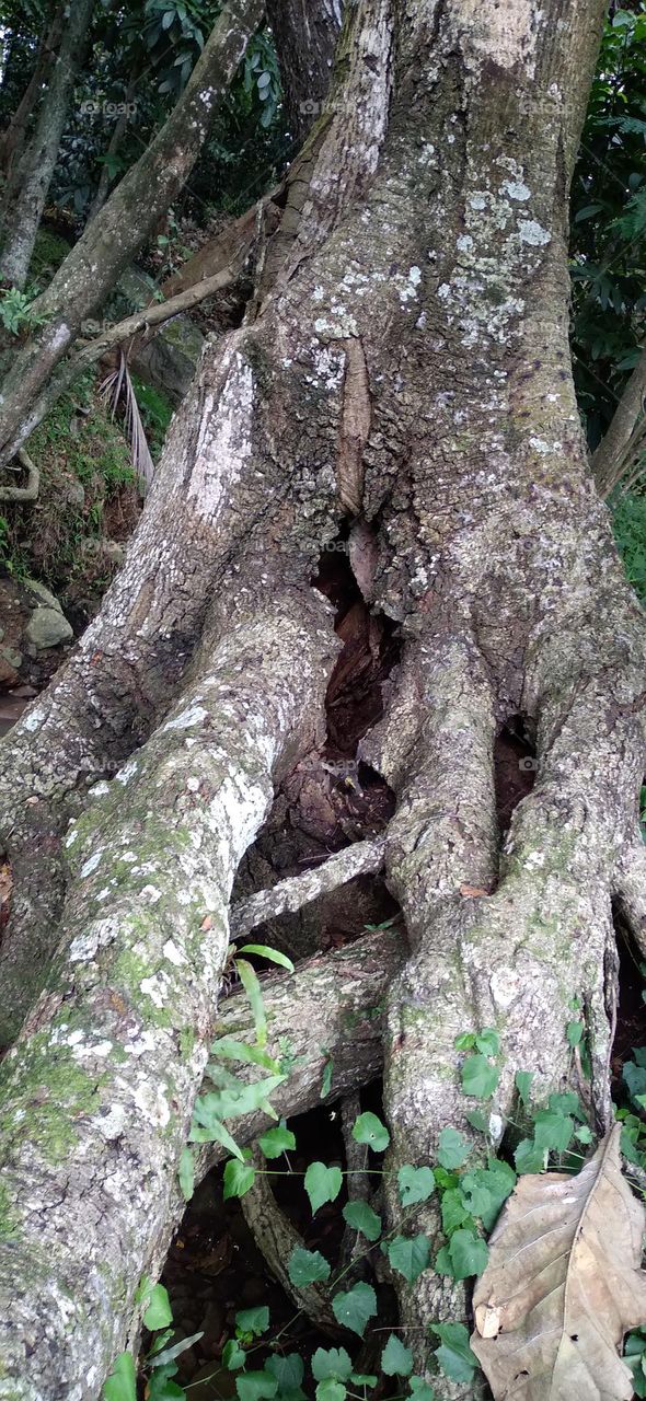 Dead tree roots but still look strong or not fragile