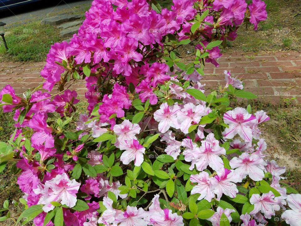 Two Types of Blossoms Together