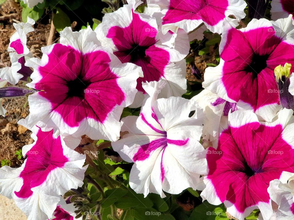 Flowers#blossom#nature#colors#plants#flowerspots