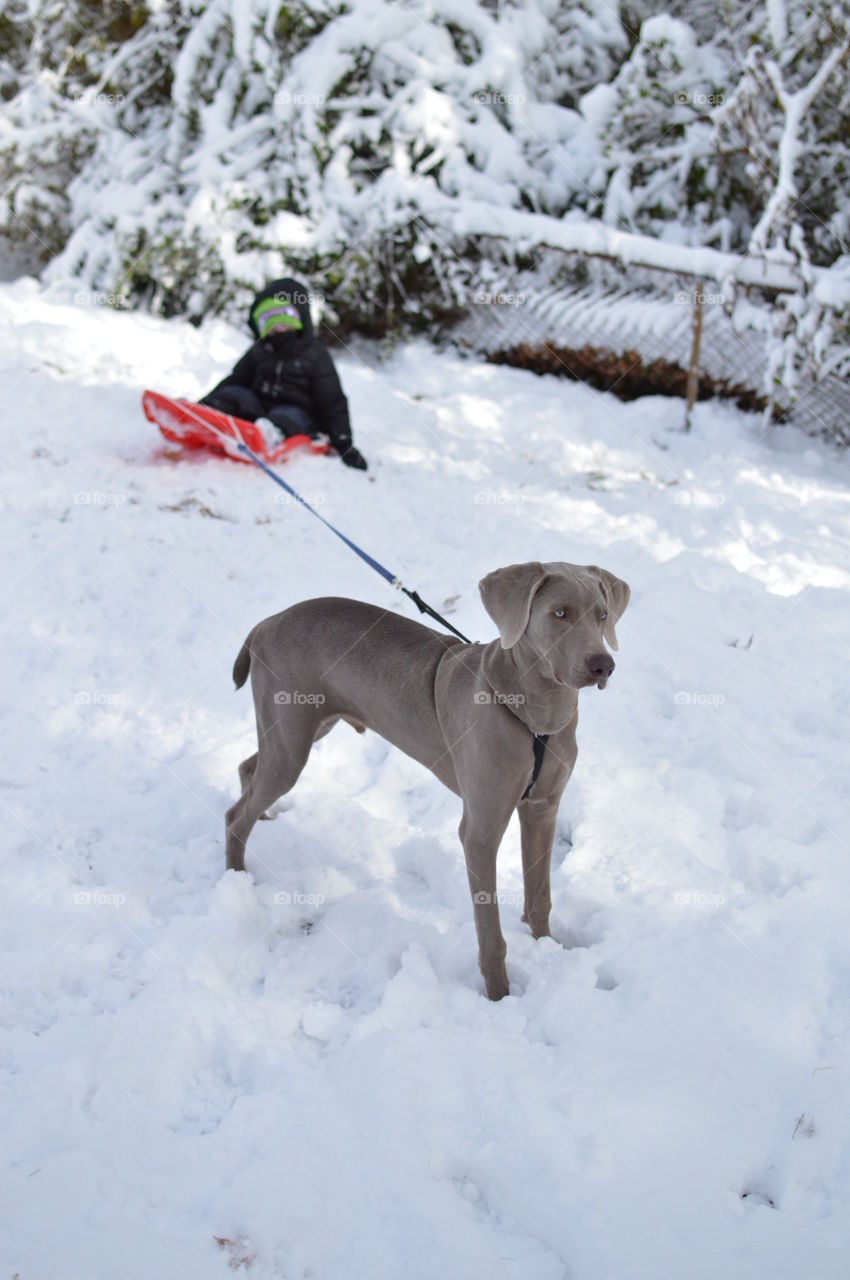 Dog pulling boy on sled