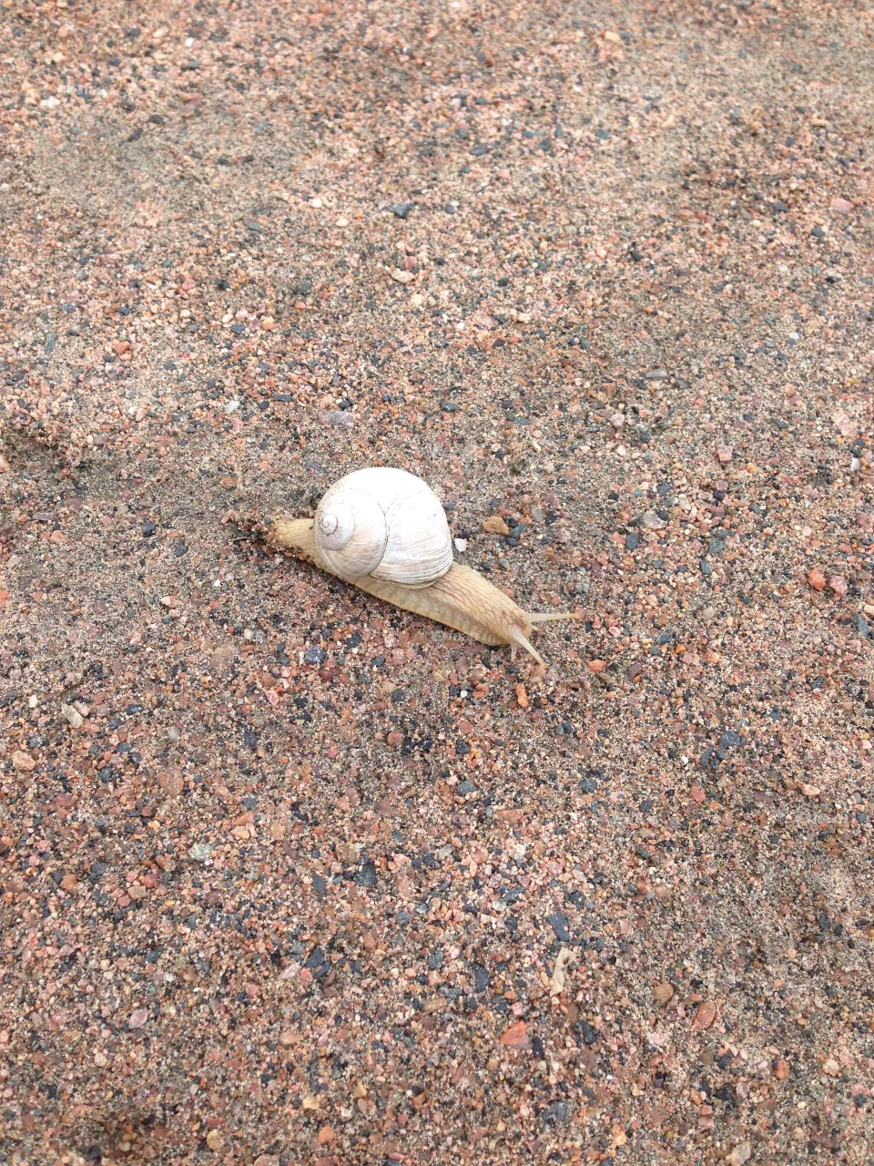 Snail