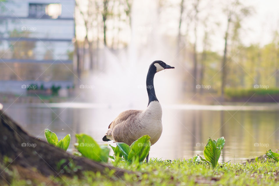 Water Geese