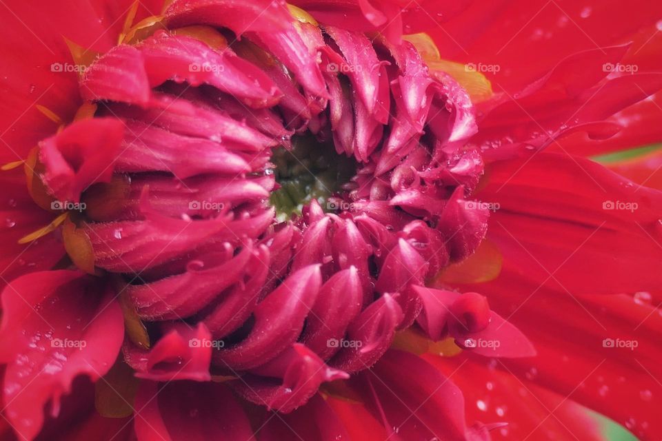 Close-up of a red flower (2)