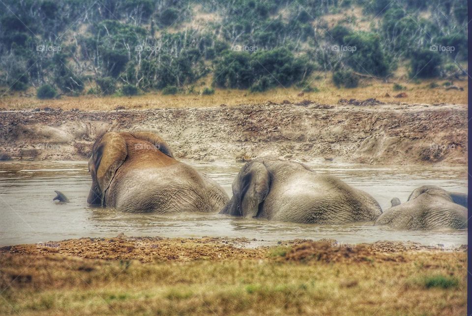 Just 3 Elephants having a pool party.