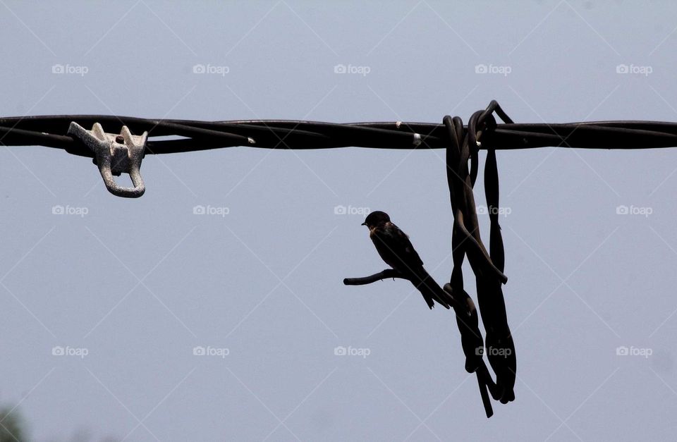 Pacific swallow. Member one from many species to the lined of cable . The species's calm down, where's not far from the bridge and noisy of transportation .