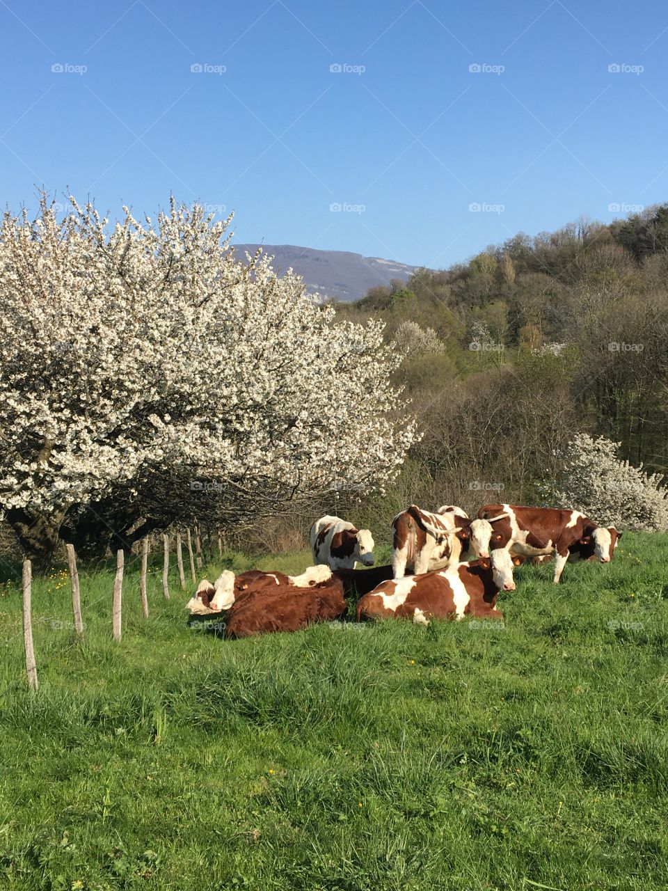 Cows in fields at springtime 
