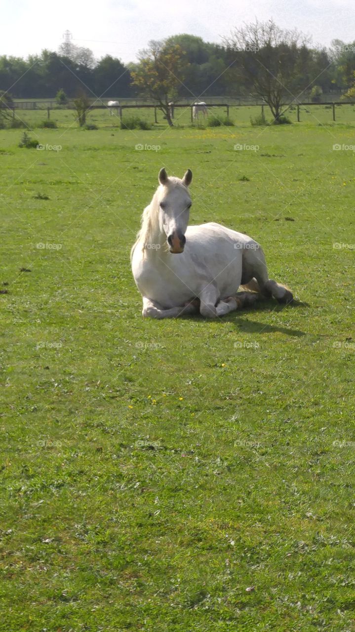 Relaxing Horse