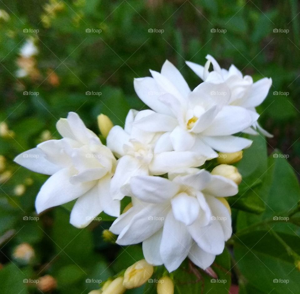 beautiful jaisminum sambac flower