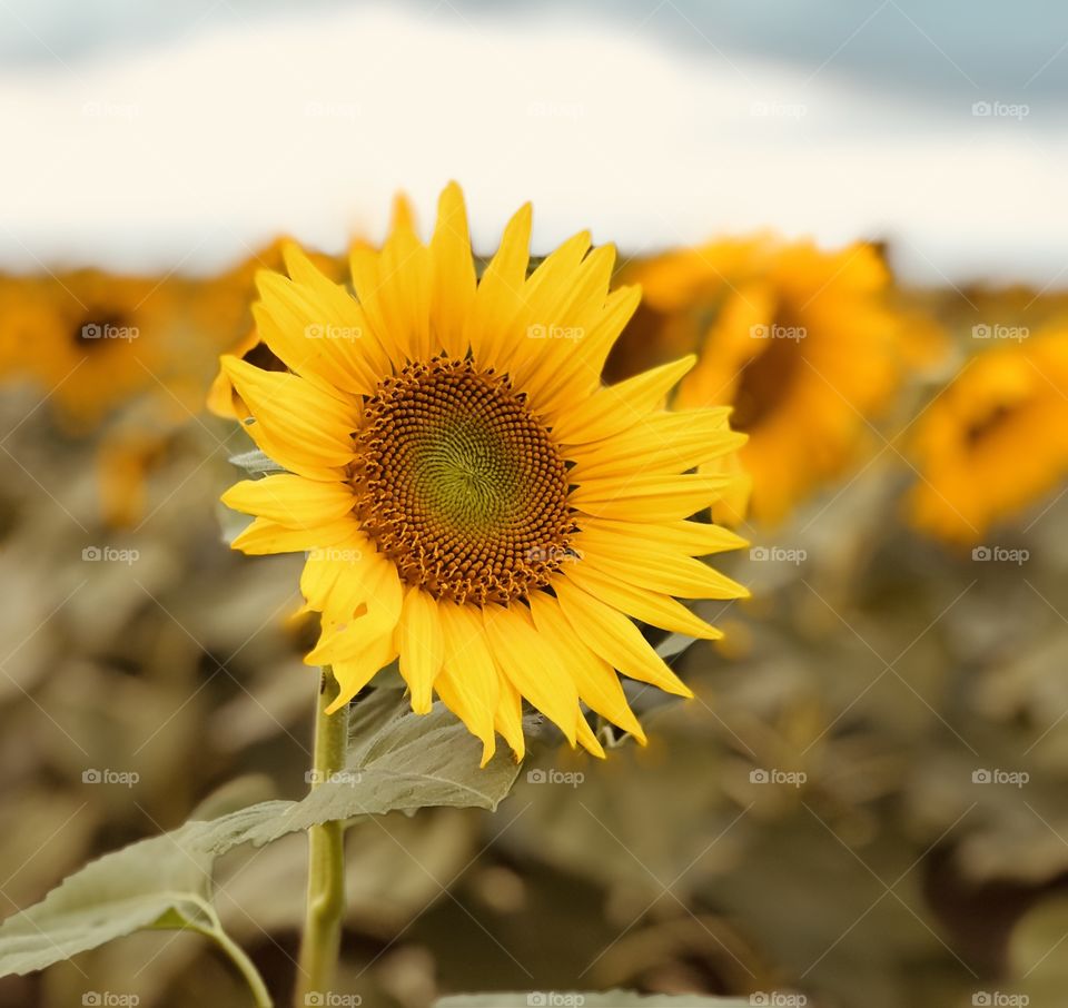 Sunflower Field - Silver Lake, IN
