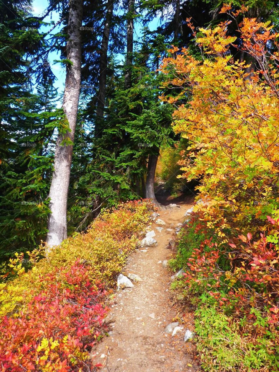 Autumn Splendor 