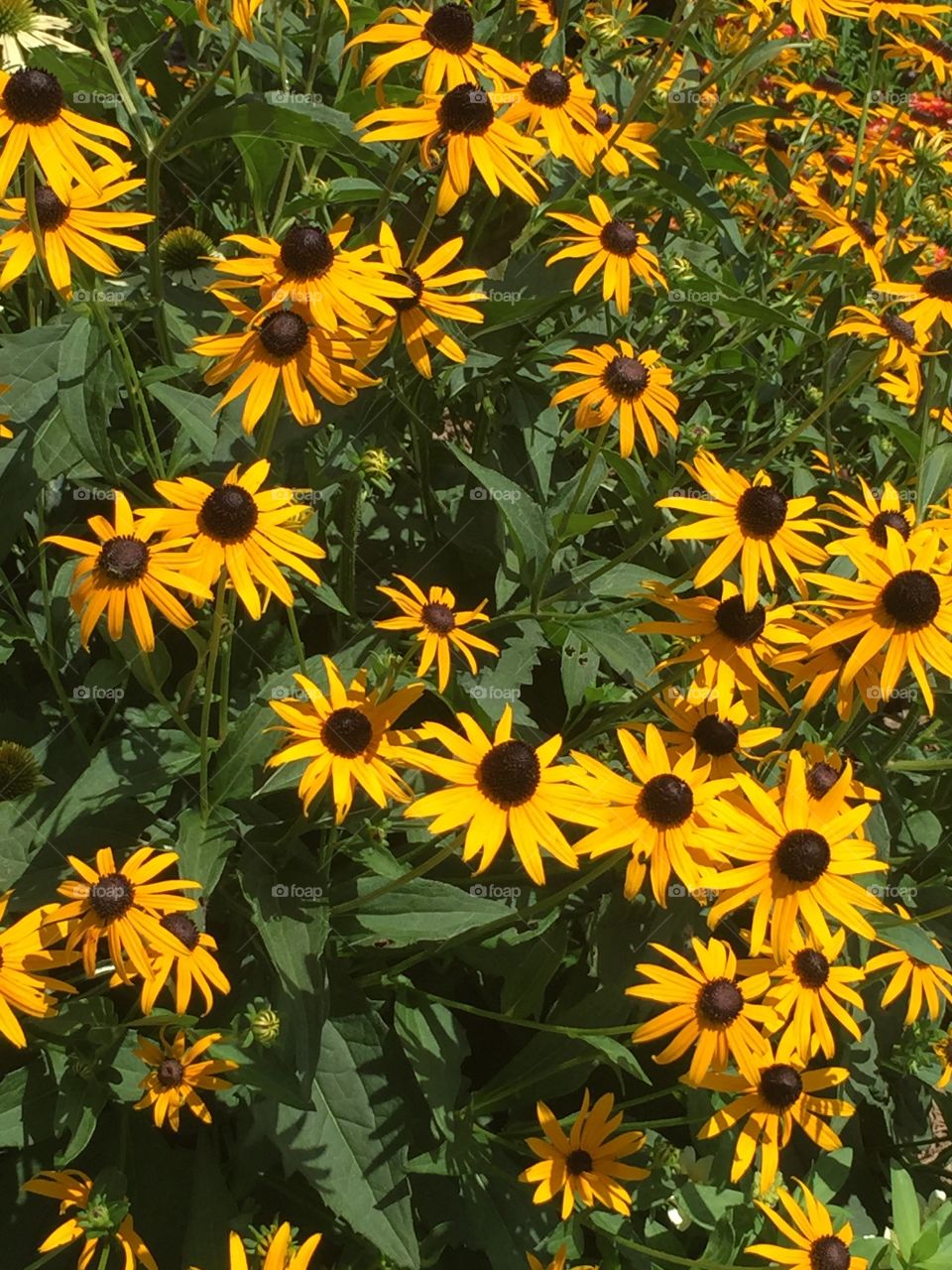 Black-eyed Susan