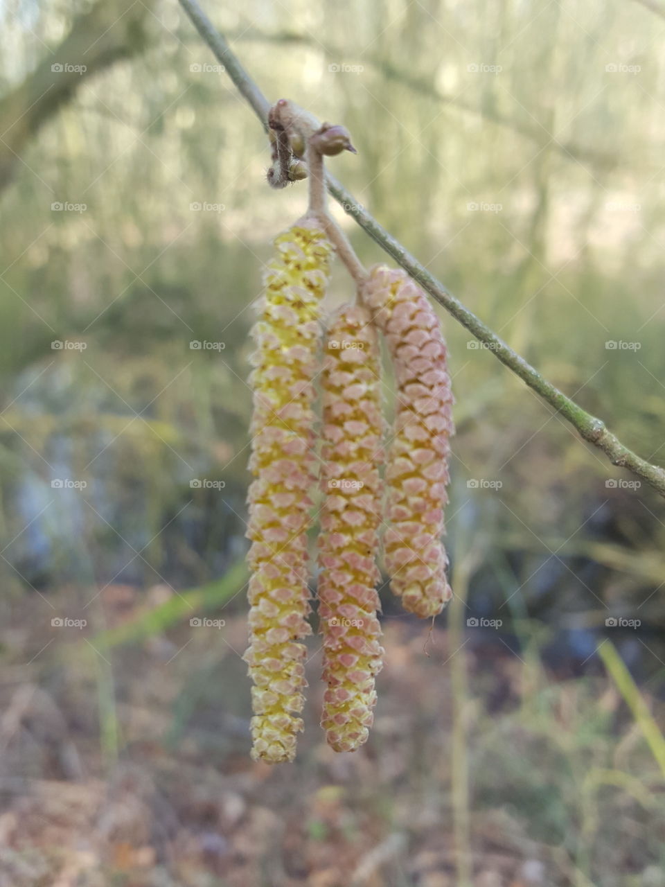 tree blossoms