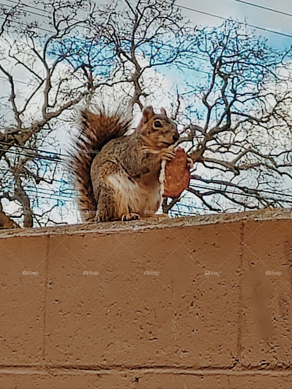 A squirrel sitting on a brick wall eating a hamburger bun