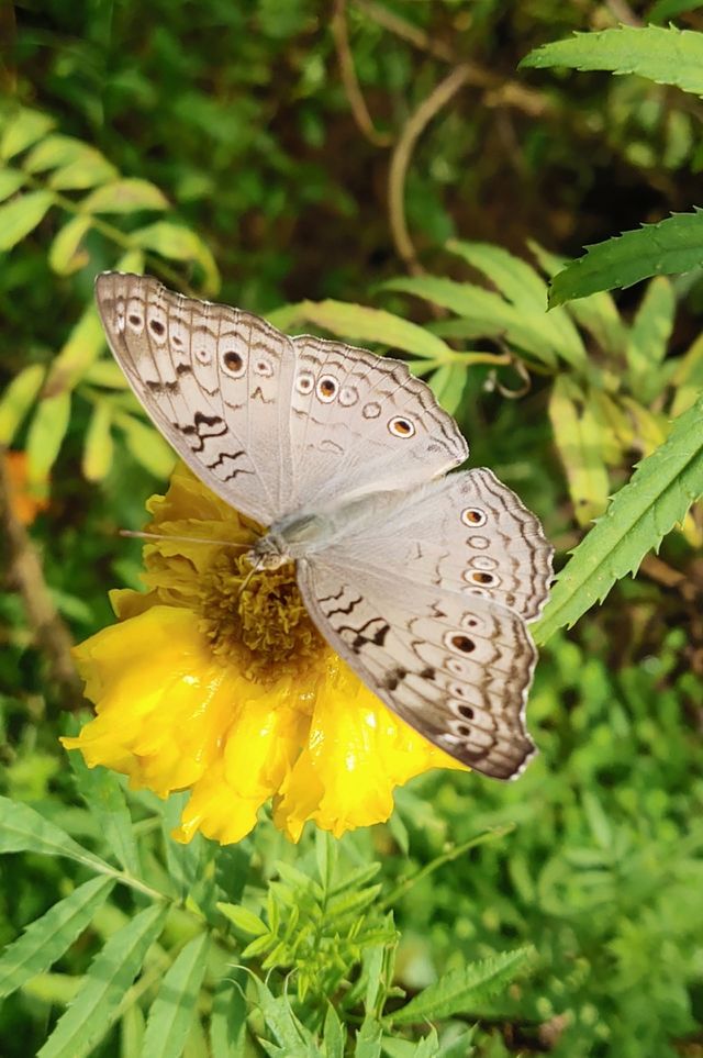 beautiful gray butterfly with lovely texture.